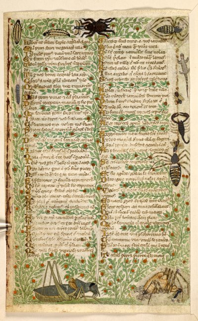 追加。 28841, f.7v: サソリやトカゲを含む花、果実、昆虫。  美徳と悪徳に関する論文、およびシチリアの無名の散文史 (断片)  コチャレリ 作： Master of the Cocharelli Codex