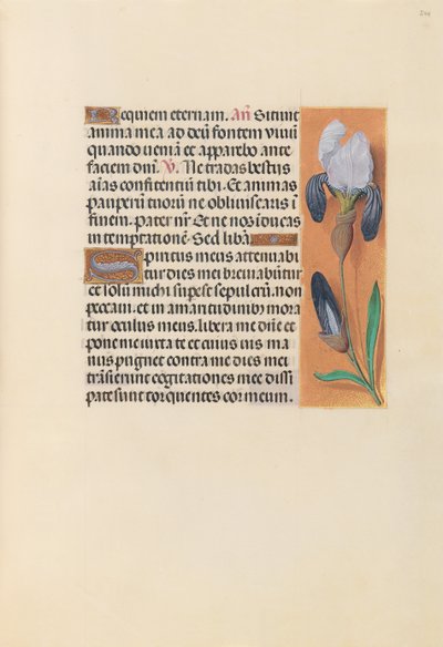女王イザベラカトリック、スペイン女王の時間：フォル。 244r、c。 1500。 作： Master of the First Prayerbook of Maximillian