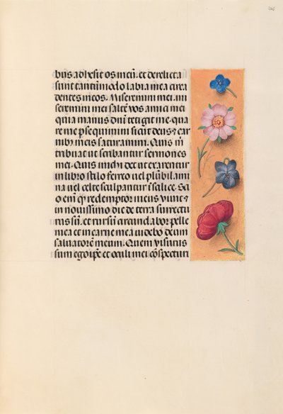 スペイン女王イザベラ女王の時間：フォル。 245r、c。 1500。 作： Master of the First Prayerbook of Maximillian