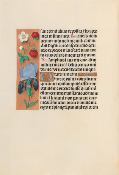 スペイン女王イザベラ女王の時間：フォル。 245v、c。 1500。 作： Master of the First Prayerbook of Maximillian
