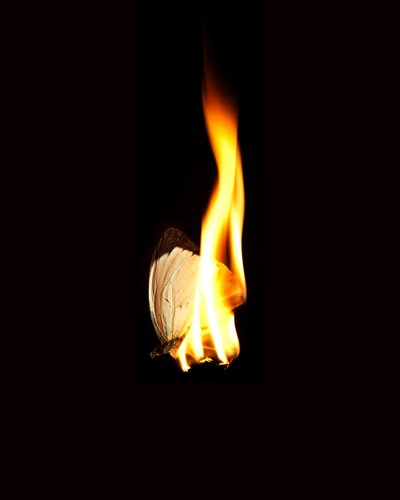 バーニングバタフライ11、2013（ラムダプリント） 作： Mat Collishaw