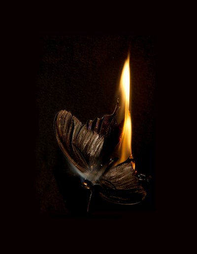 バーニングバタフライ 13, 2013 (ラムダプリント) 作： Mat Collishaw