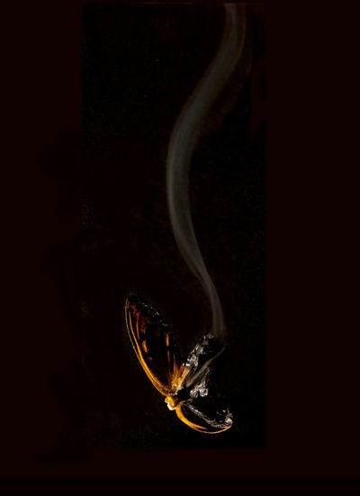 バーニング バタフライ 15, 2013 (ラムダプリント) 作： Mat Collishaw