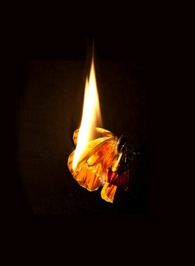 バーニング バタフライ 17, 2013 (ラムダプリント) 作： Mat Collishaw