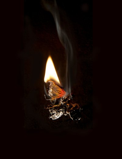 バーニング バタフライ 19, 2013 (ラムダプリント) 作： Mat Collishaw