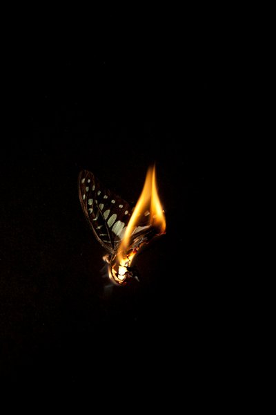 バーニングバタフライ1、2013年（ラムダプリント） 作： Mat Collishaw