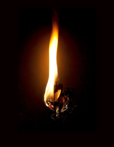 バーニングバタフライ 23, 2013 (ラムダプリント) 作： Mat Collishaw