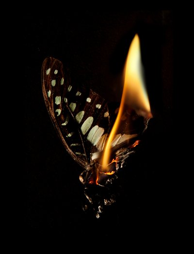 2013年、バーニングバタフライ24（ラムダプリント） 作： Mat Collishaw