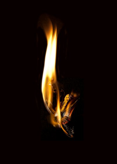 バーニングバタフライ2、2013年（ラムダプリント） 作： Mat Collishaw
