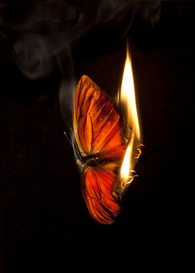 バーニングバタフライ2、2013年（ラムダプリント） 作： Mat Collishaw