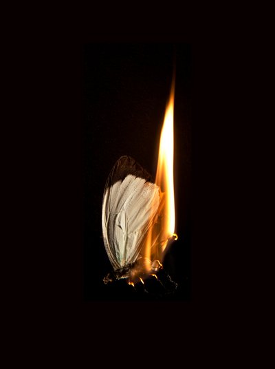 バーニングバタフライ2、2013年（ラムダプリント） 作： Mat Collishaw