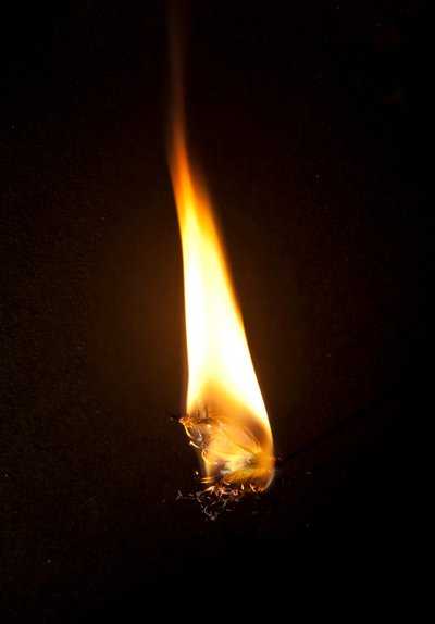 バーニングバタフライ3、2013年（ラムダプリント） 作： Mat Collishaw