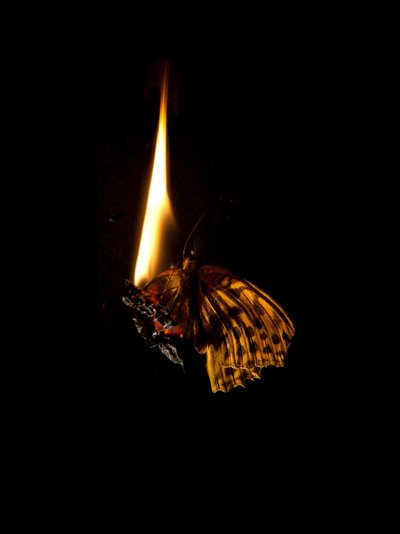 バーニングバタフライ6、2013（ラムダプリント） 作： Mat Collishaw