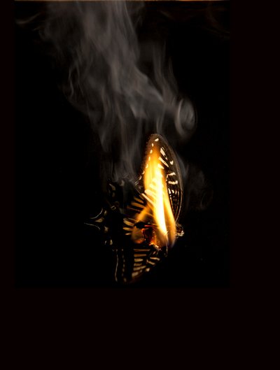 バーニングバタフライ 9, 2013 (ラムダプリント) 作： Mat Collishaw