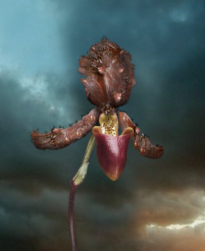 感染性の花、オーキッド2、2005年（Cタイププリント） 作： Mat Collishaw