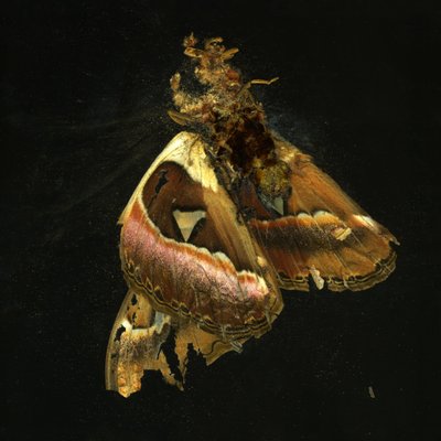 殺虫剤 11、2006年（Cタイプ写真） 作： Mat Collishaw