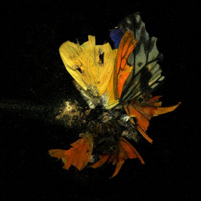 殺虫剤13 2009年（Cタイプ写真） 作： Mat Collishaw