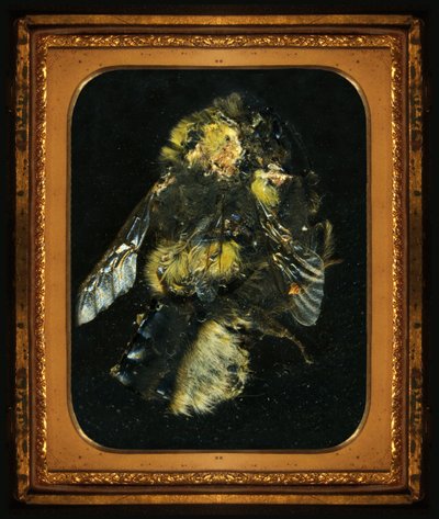 殺虫剤2、2006年（Cタイプ写真） 作： マット・コリショー