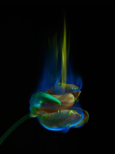 ポイズン・ページ』2013年（Cタイプ写真） 作： Mat Collishaw