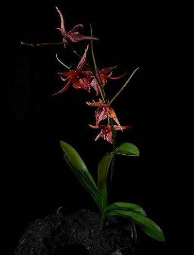 Venal Muse, Augean, 2012 (樹脂、エナメル塗料、木、ガラス、スチール) 作： Mat Collishaw