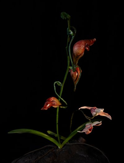 Venal Muse, Lafage, 2012 (樹脂、エナメル塗料、木、ガラス、スチール) 作： Mat Collishaw