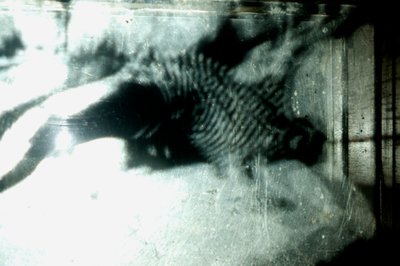 Wormery, 2009 (木、ガラス、スチール、プロジェクター、プレーヤー) 作： Mat Collishaw
