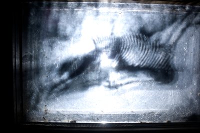 Wormery, 2009 (木、ガラス、スチール、プロジェクター、プレーヤー) 作： Mat Collishaw