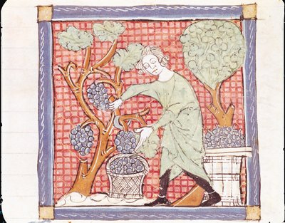 Fol.59r 9月：収穫 作： Matfre Ermengaut