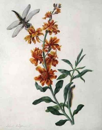 Erysium Cheiri with Dragonfly and Caterpillar (Vellumに鉛筆の上に水彩とガッシュで描いたもの) 作： Matilda Conyers
