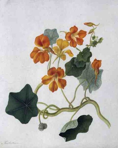 Tropaeolum (ヴェラムに鉛筆の上に水彩とガッシュ) 作： Matilda Conyers