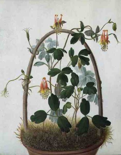 Tropaeolum Tuberosum（ベラムに鉛筆の上に水彩とガッシュで描いたもの） 作： マチルダコンヤーズ