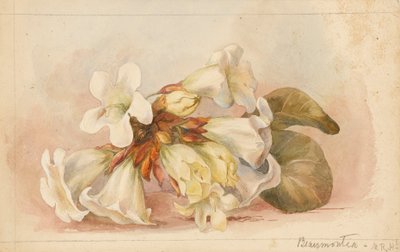 ボーモンティア」1880年頃（水彩画） 作： Matilda Rose Herschel