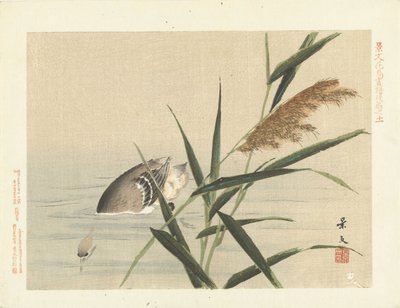 葦でのダイビング アヒル 景文の花鳥画 三部（連載タイトル） 景文課長画風講変 作： Matsumura Keibun
