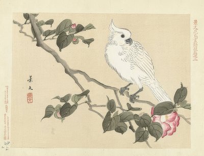 椿の枝にある白いオウム（Witte kaketoe op cameliatak）。 1892 作： Matsumura Keibun