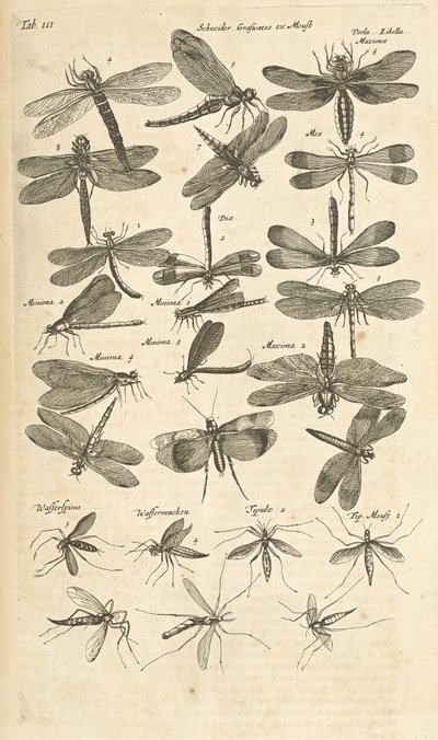 タブ III、トンボ、「四足動物の自然史」のイラスト 作： Mattaus the Younger Merian