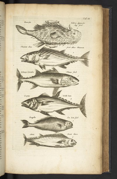 Tab III、マグロ、「Historiæ naturalus de quadrupetebus」のイラスト 作： Mattaus the Younger Merian