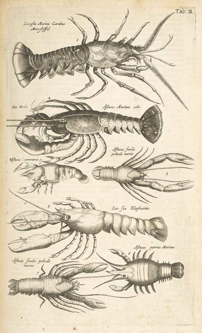 タブ II、ロブスター、「四足動物の自然史」のイラスト 作： Mattaus the Younger Merian