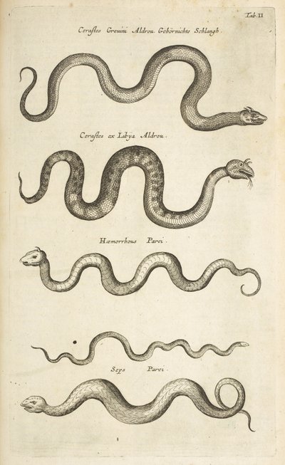 タブ II、ヘビ、「四足動物の自然史」のイラスト 作： Mattaus the Younger Merian