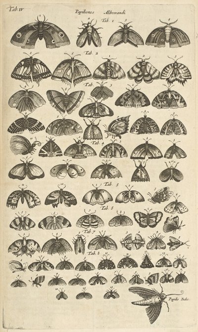 タブ。 IV、蝶と蛾、「四足動物の自然史」の挿絵 作： Mattaus the Younger Merian