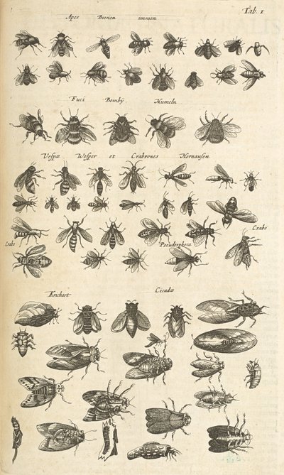タブ I、ミツバチとスズメバチ、「四足動物の自然史」のイラスト 作： Mattaus the Younger Merian