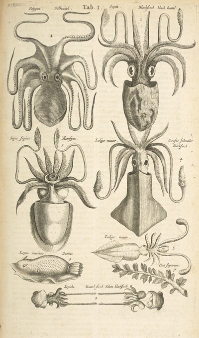 Tab I、タコ、「四足動物の自然史」のイラスト 作： Mattaus the Younger Merian