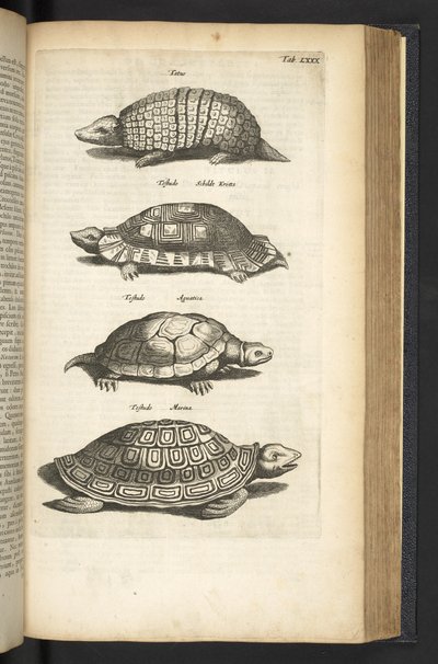 Tab 80、カメ、「四足動物の自然史」のイラスト 作： Mattaus the Younger Merian