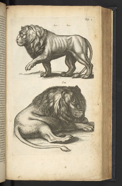 タブ L、ライオン、「四足動物の自然史」のイラスト 作： Mattaus the Younger Merian