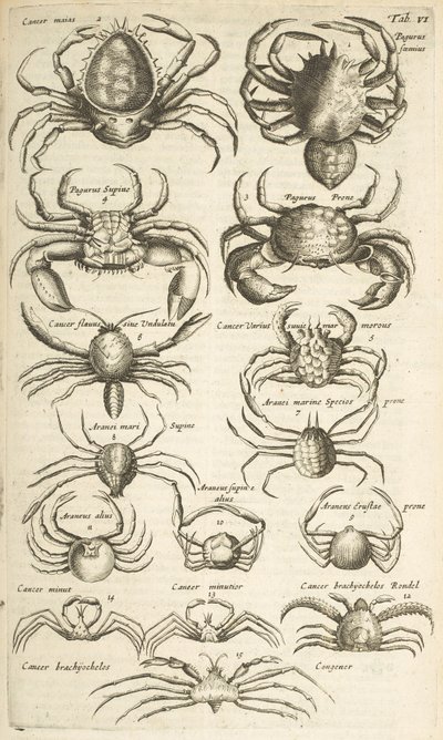 タブ VI、カニ、からのイラスト 作： Mattaus the Younger Merian