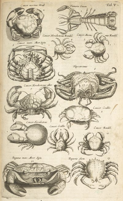 タブ V、カニ、「四足動物の自然史」のイラスト 作： Mattaus the Younger Merian