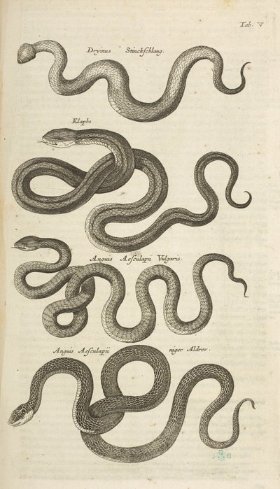 タブ V、ヘビ、「四足動物の自然史」のイラスト 作： Mattaus the Younger Merian