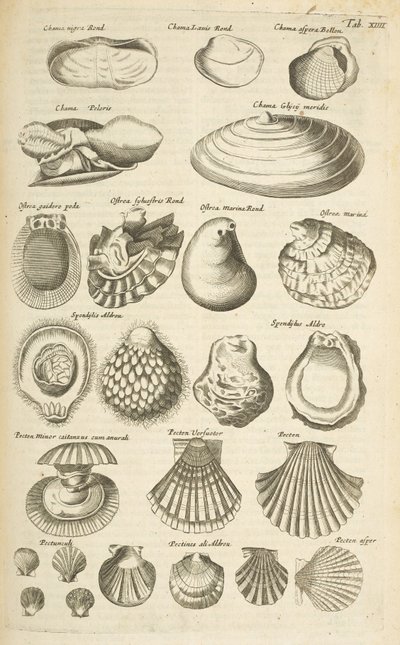 タブ XIV、さまざまな貝殻、「Historiæ naturalus de quadrupetibus」のイラスト 作： Mattaus the Younger Merian