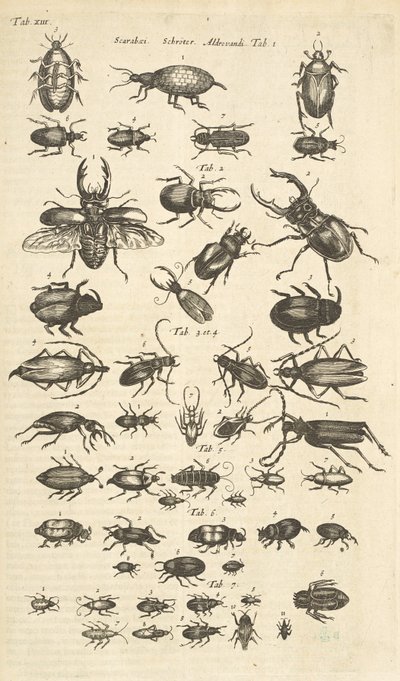 タブ13、カブトムシ、クアドルーツの自然史から 作： Mattaus the Younger Merian