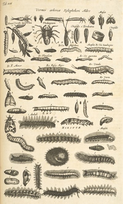 タブ XIX、毛虫、「四足動物の自然史」のイラスト 作： Mattaus the Younger Merian