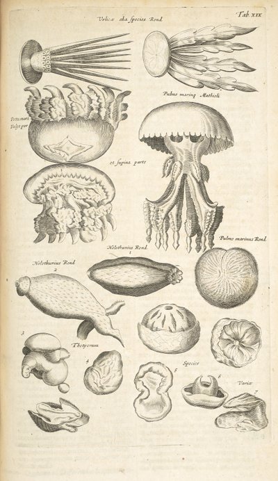 タブ XIX、クラゲ、ナマコ、その他の海洋生物、「四足動物の自然史」のイラスト 作： Mattaus the Younger Merian